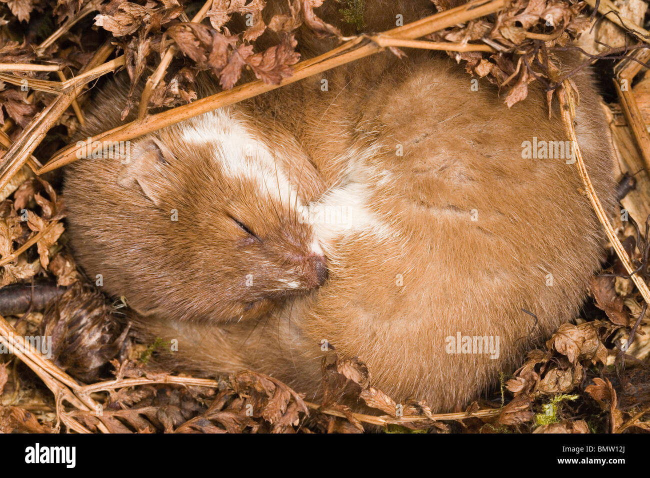Weasel (Mustela nivalis). Sleeping male. Stock Photo