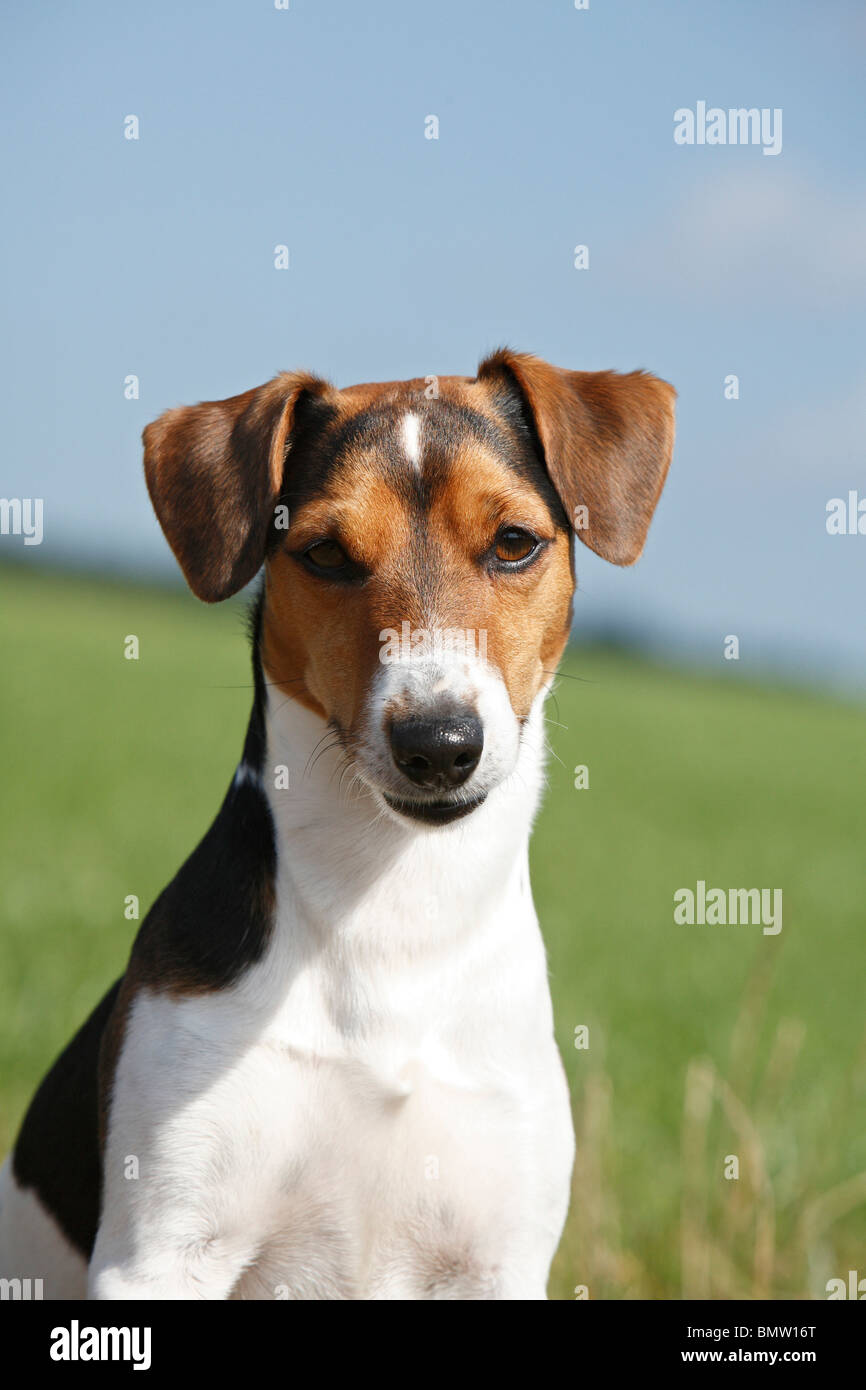 Jack Russell Terrier (Canis lupus f. familiaris), sitting in a meadow, Germany Stock Photo