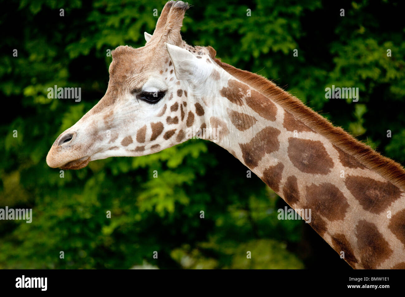 A landscape view of a Giraffe head and neck Stock Photo
