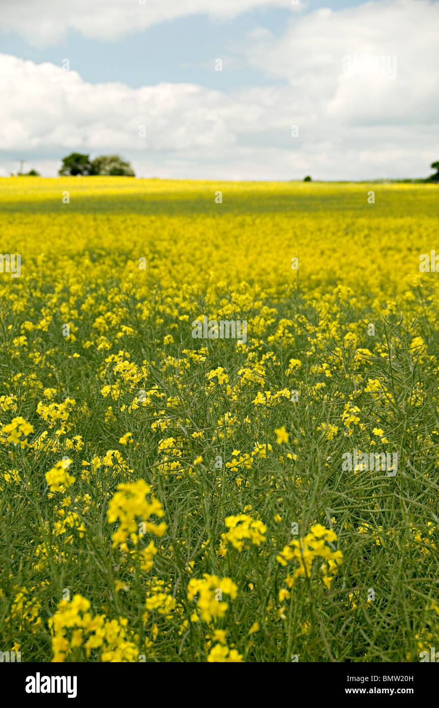 an yellow oil seed rape field on a sunny day in the uk Stock Photo - Alamy