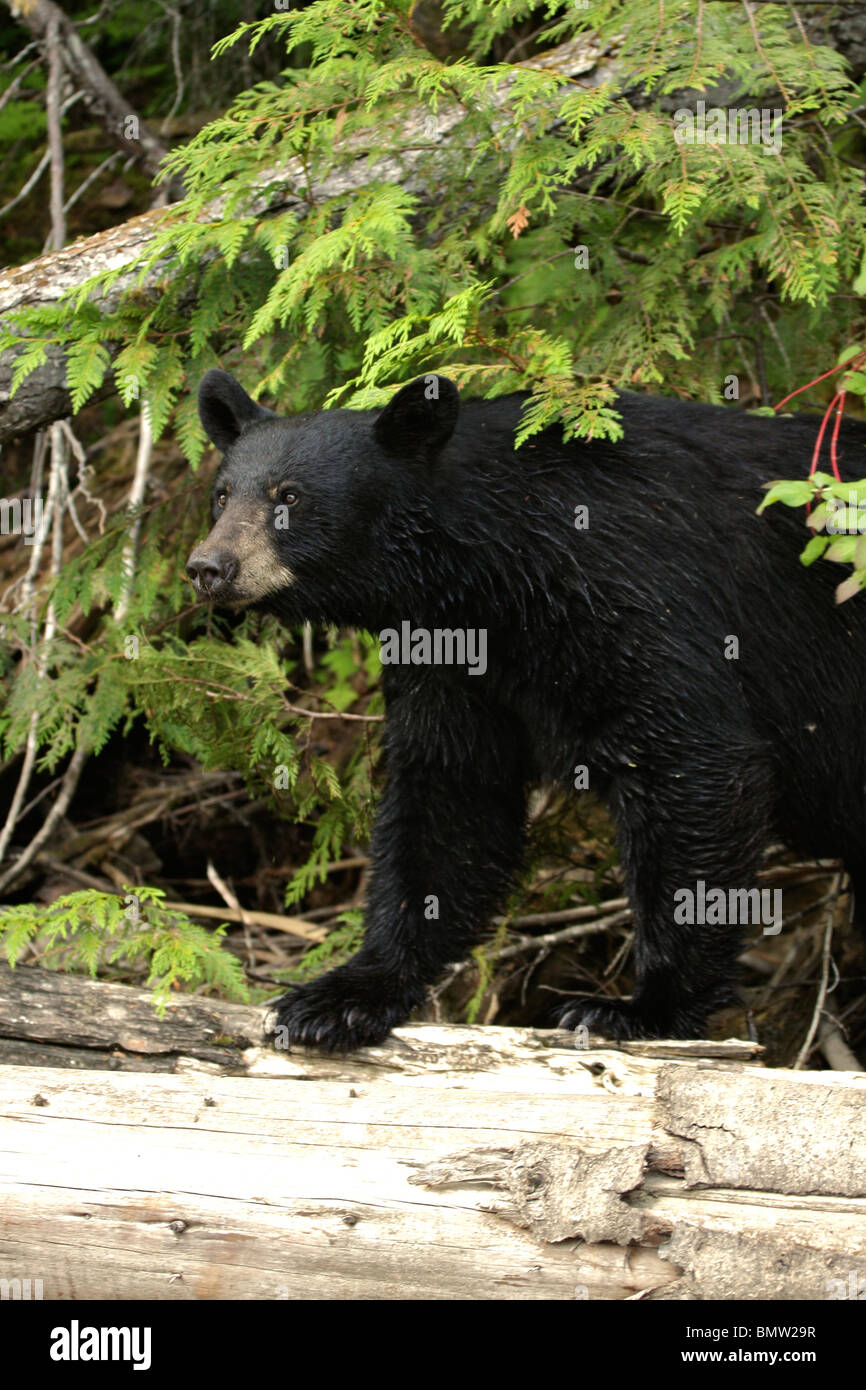 Front view black bear hi-res stock photography and images - Alamy