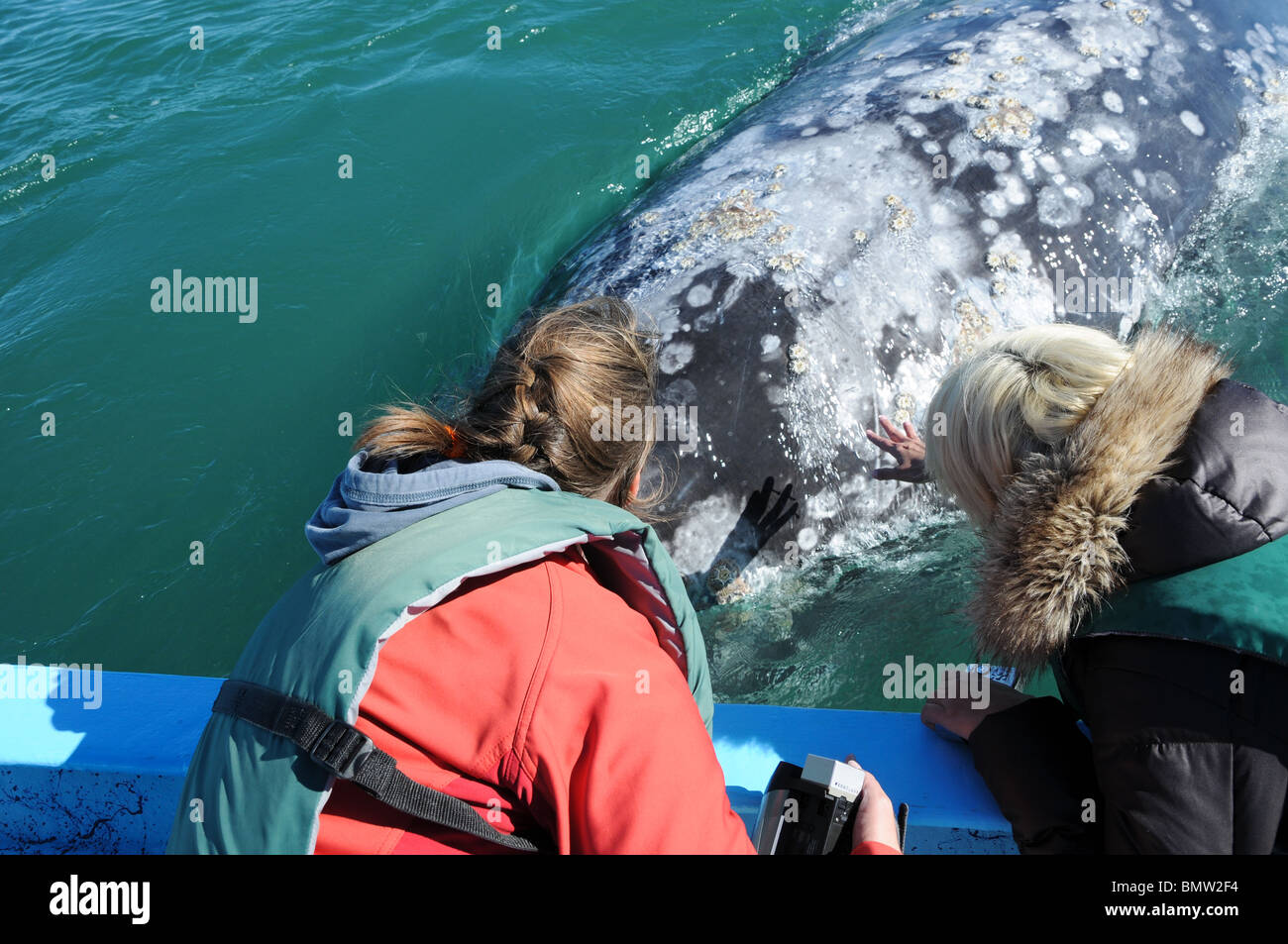 Tourist stroking a gray whale Stock Photo