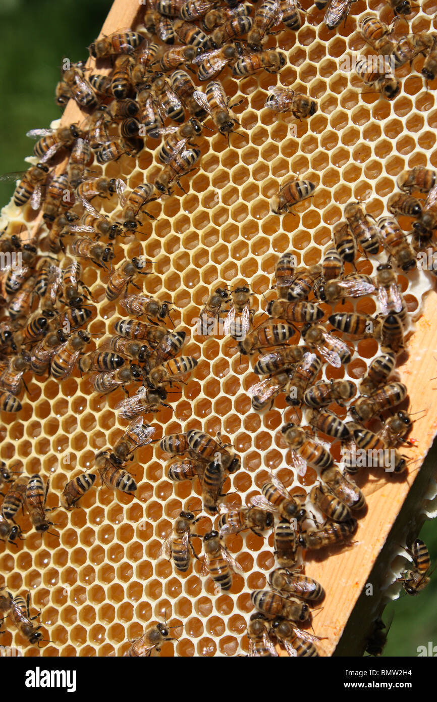 Close up of honey super from honeybee hive Stock Photo Alamy