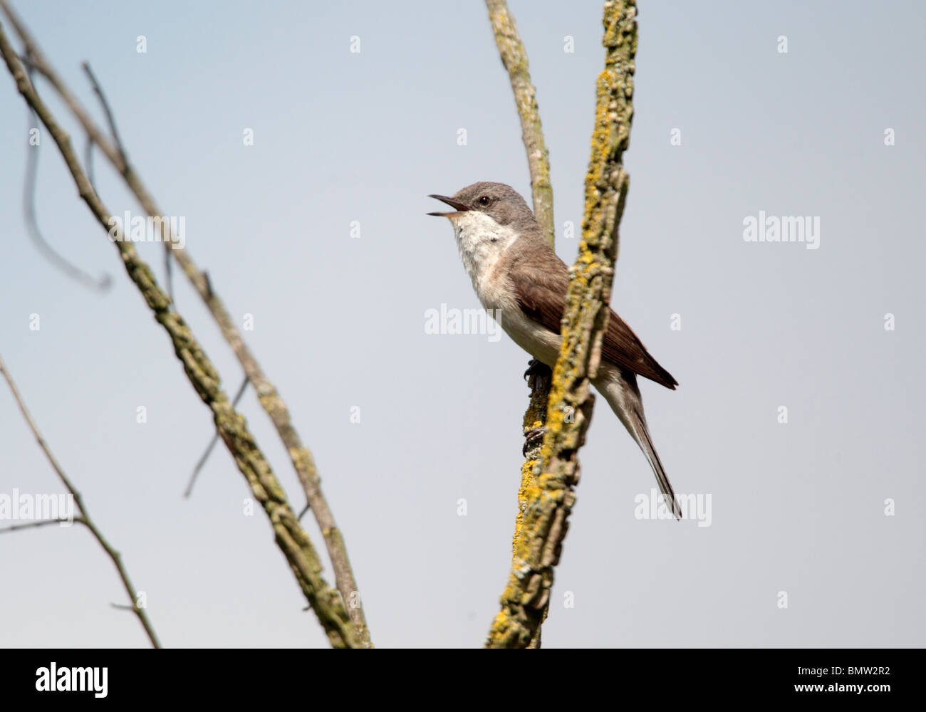 Lesser whitethroat, Sylvia curruca, single bird singing, Gloucestershire, June 2010 Stock Photo