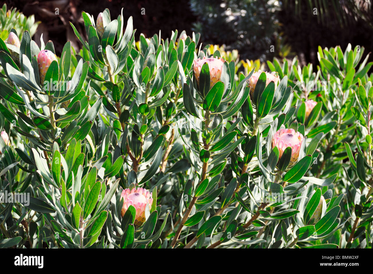 Protea blossoms, Sugarbush - Monte Palace botanical garden, Monte, Madeira Stock Photo