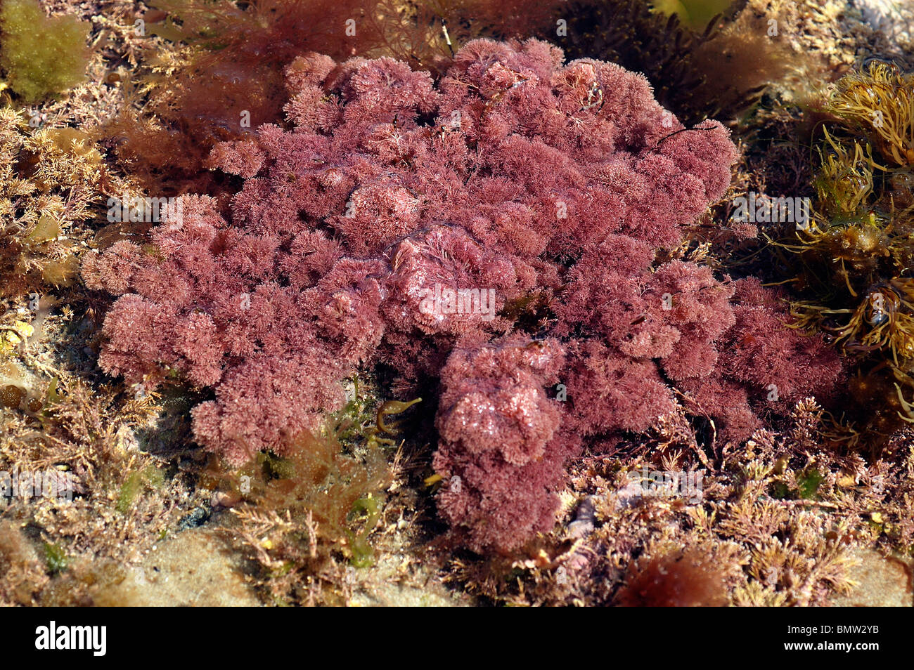 Red seaweed (Jania rubens) in a rockpool, UK Stock Photo