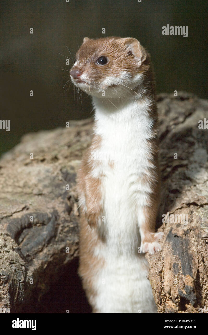 Weasel (Mustela nivalis). Alert, standing on hind legs. Stock Photo