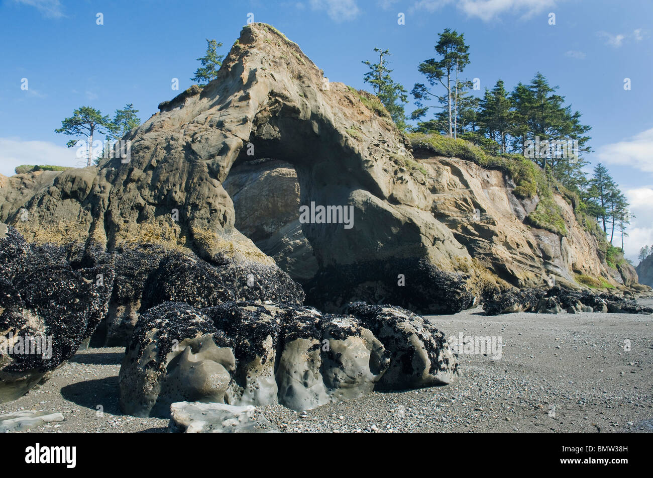 Arch and Seastacks, Tunnel island, Quinault Indian Reservation, Washington, Pacific Coast USA Stock Photo