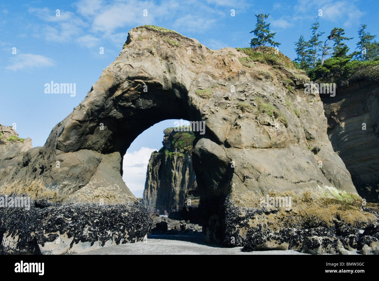 Arch and Seastacks, Tunnel island, Quinault Indian Reservation, Washington, Pacific Coast USA Stock Photo