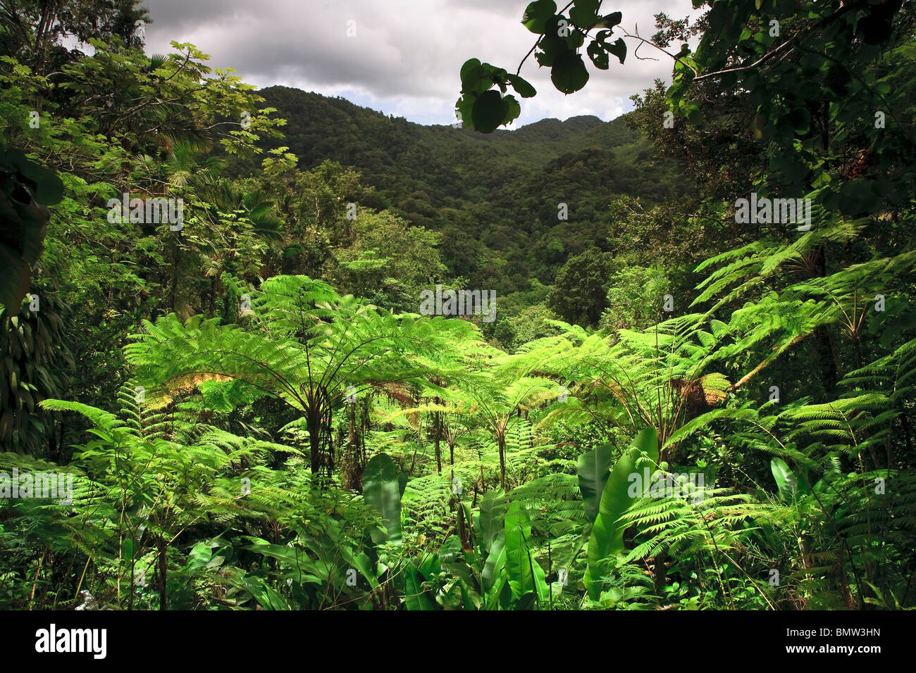 Caribbean St Lucia Des Cartier Trail Tropical Rainforest Stock