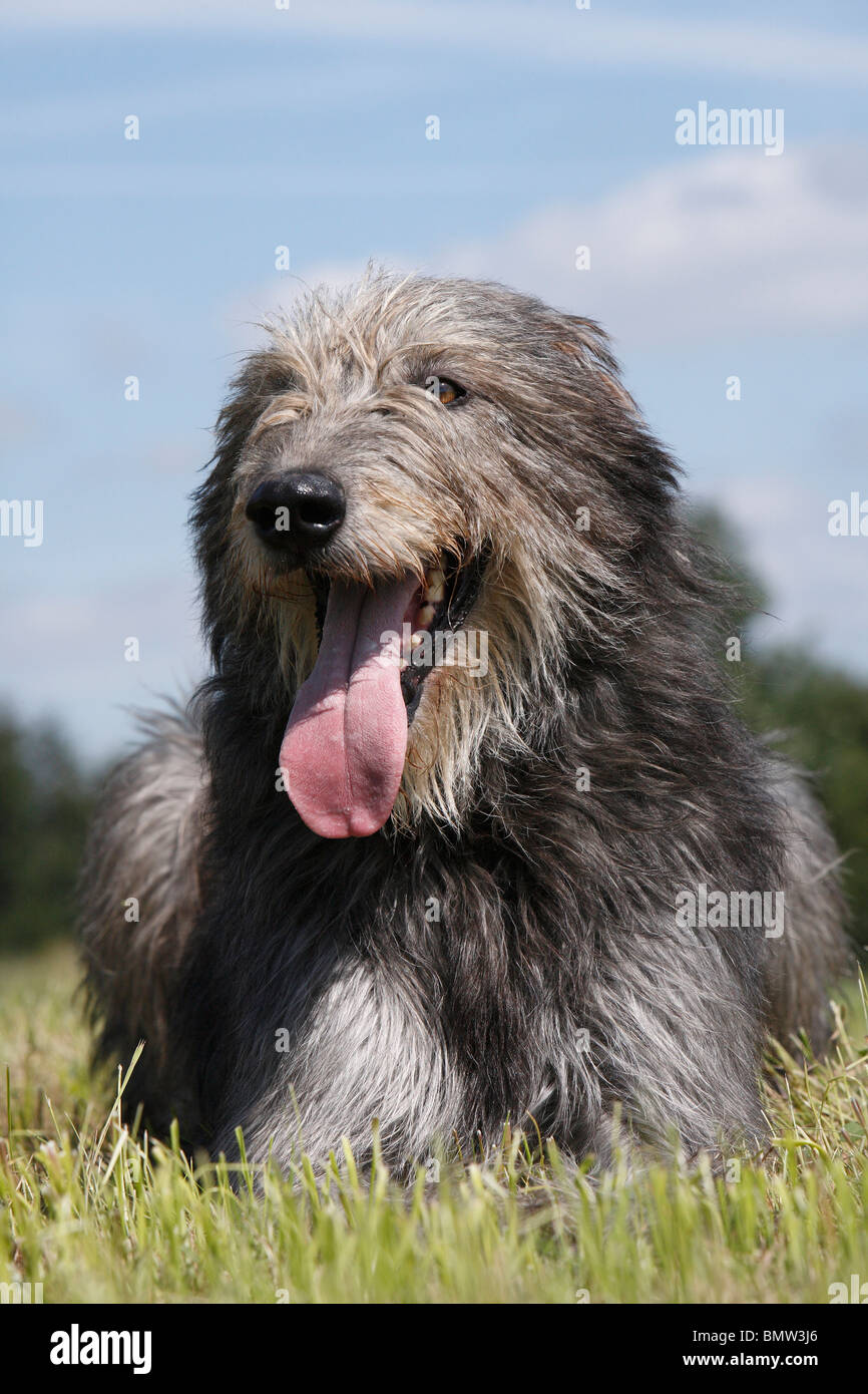 Long haired hot sale irish wolfhound