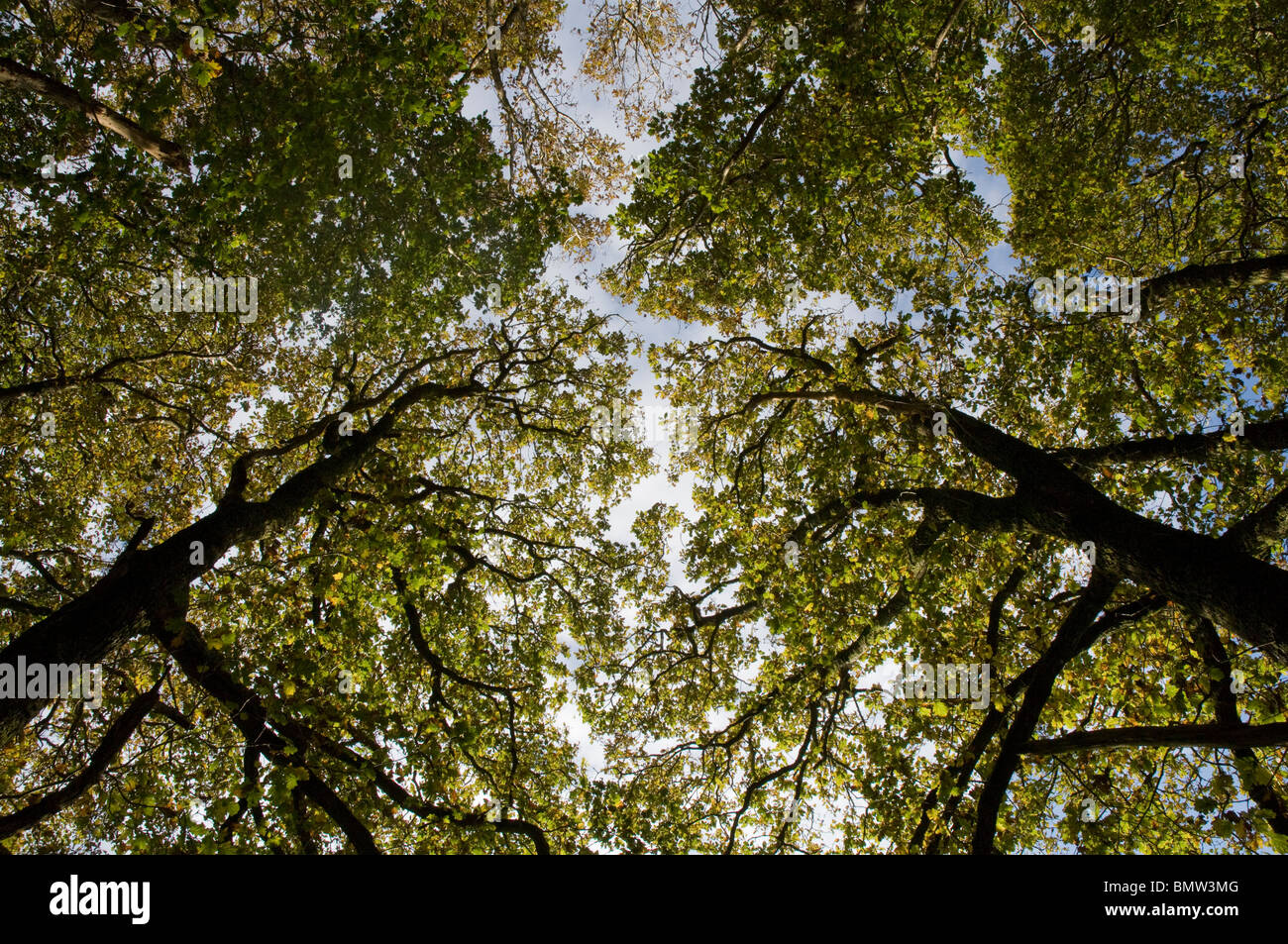 Oak tree canopy, Autumn, Gawun Valley, Pembrokeshire Coast National
