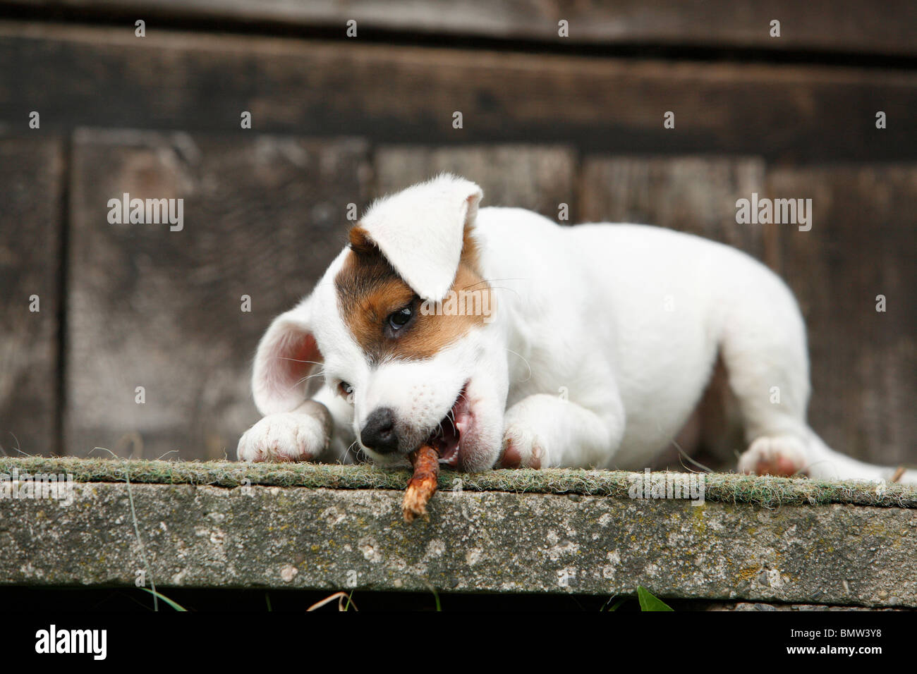 Jack Russell Terrier (Canis lupus f. familiaris), puppy chewing a stick, Germany Stock Photo