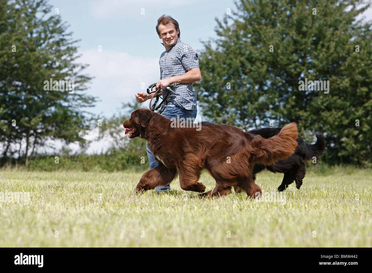 Newfoundland (Canis lupus f. familiaris), man walking through a lawn with two leashed dogs Stock Photo