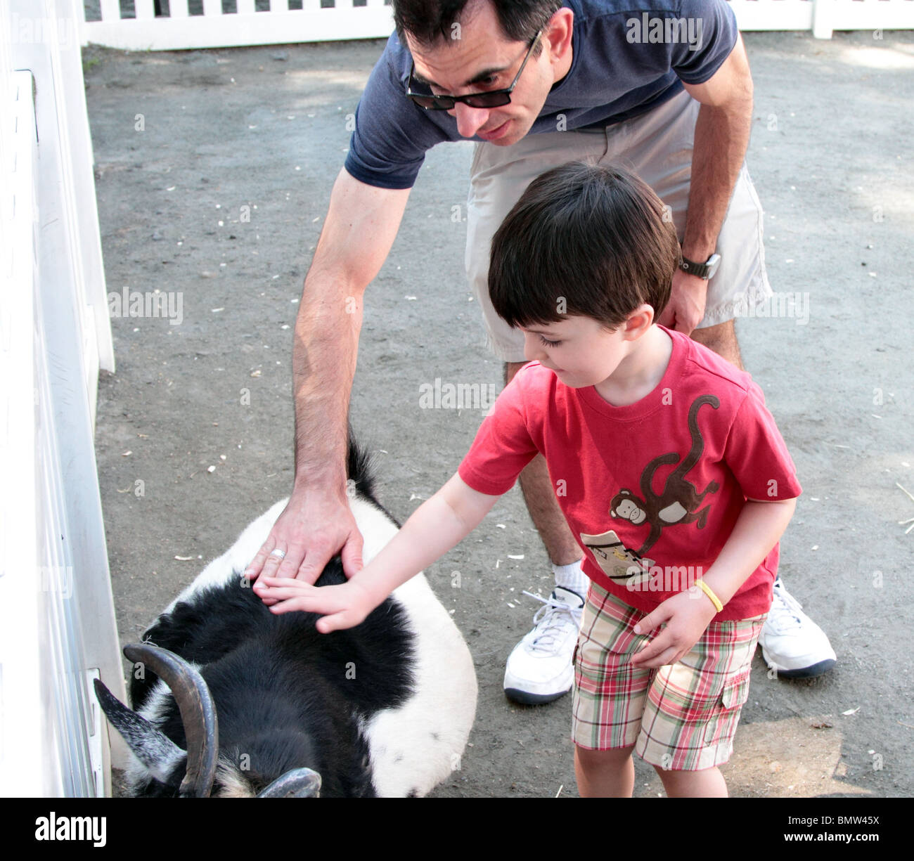 A little boy with his father petting some sheep and goats at a petting ...