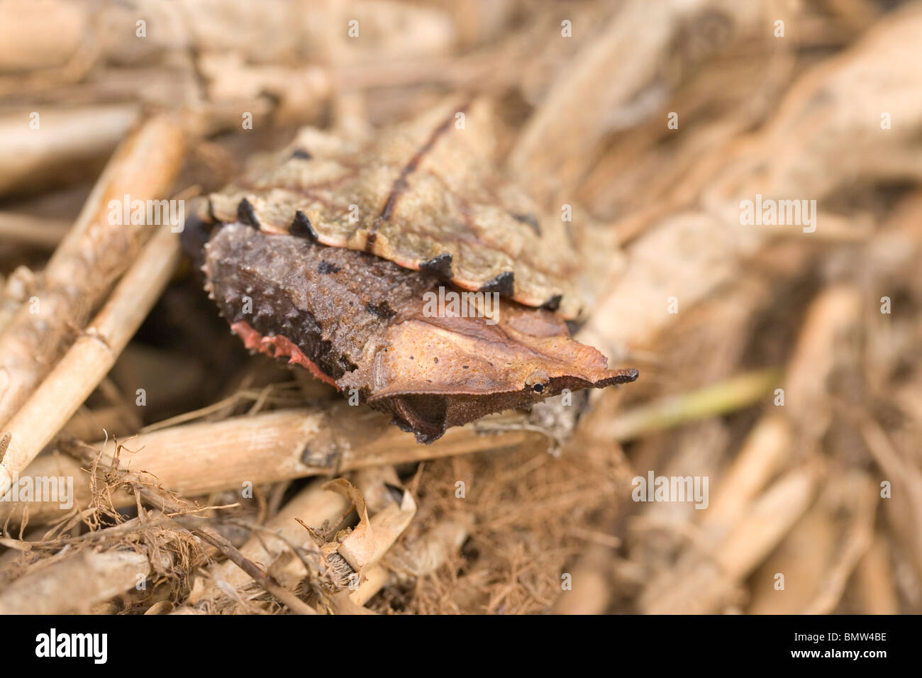 Matamata (Chelys fimbriatus). Showing sideways withdrawal of head and neck into shell. Stock Photo