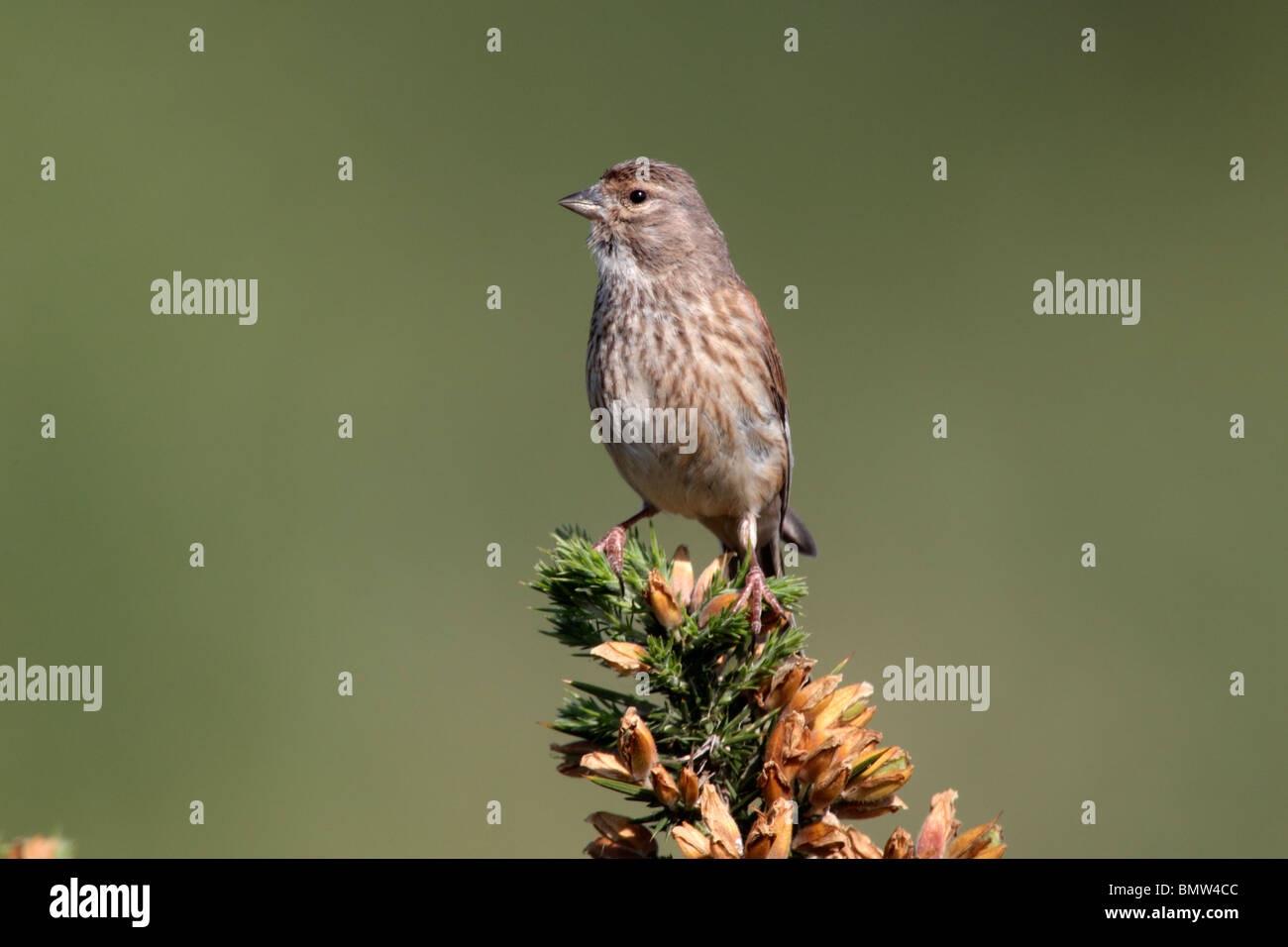 Linnet, Carduelis cannabina, single female perched on gorse, Staffordshire, June 2010 Stock Photo