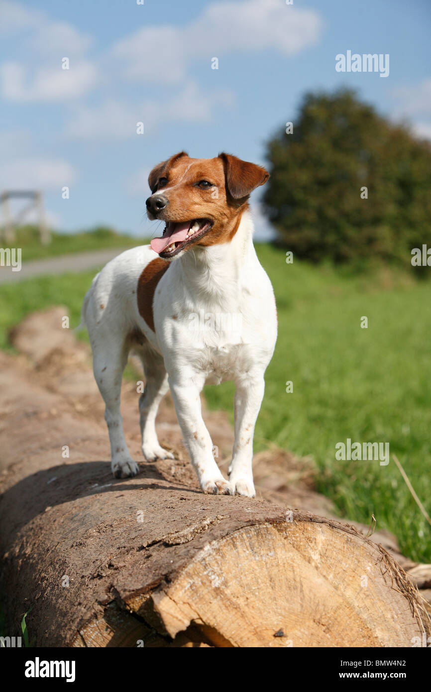 Jack Russell Terrier (Canis lupus f. familiaris), standing on a tree trunk, Germany Stock Photo