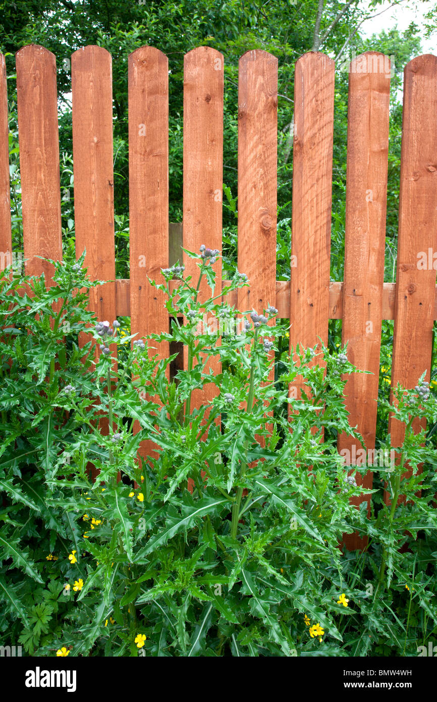 Untidy Back garden, Ireland Stock Photo