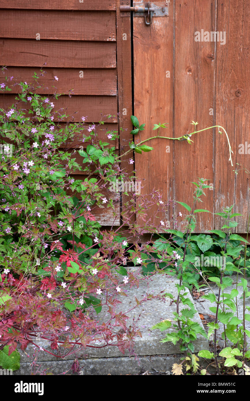Untidy Back garden, Ireland Stock Photo