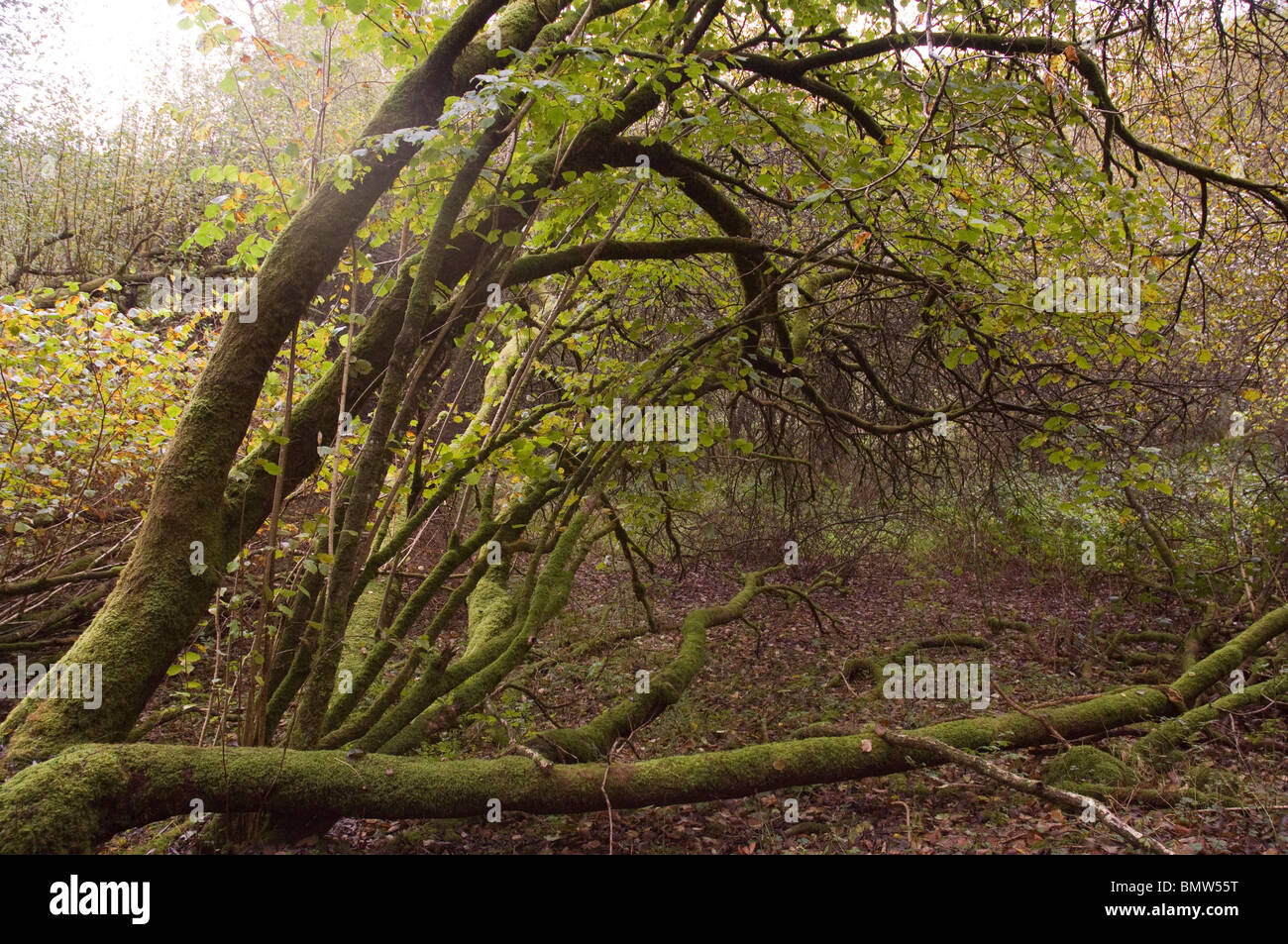 Alder carr, Alnus glutinosa, Autumn, Gawun Valley, Pembrokeshire Coast National Park, Wales, UK, Europe Stock Photo
