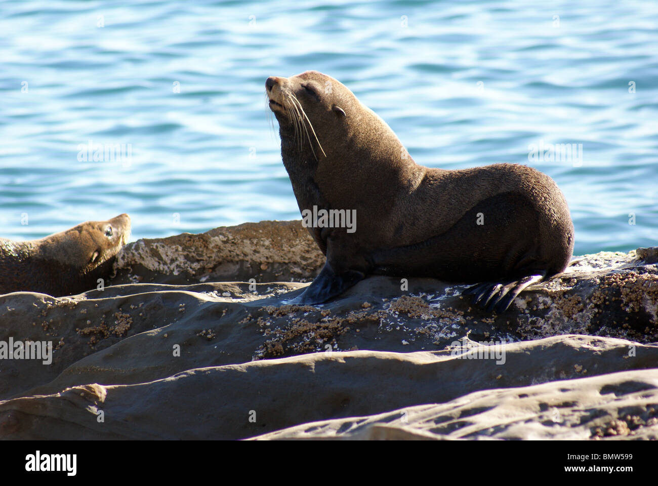 Fur seal resting at Cape Palliser, New Zealand. Stock Photo