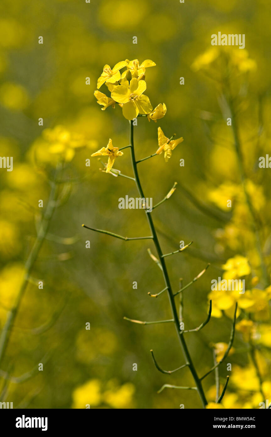an yellow oil seed rape field on a sunny day in the uk Stock Photo - Alamy