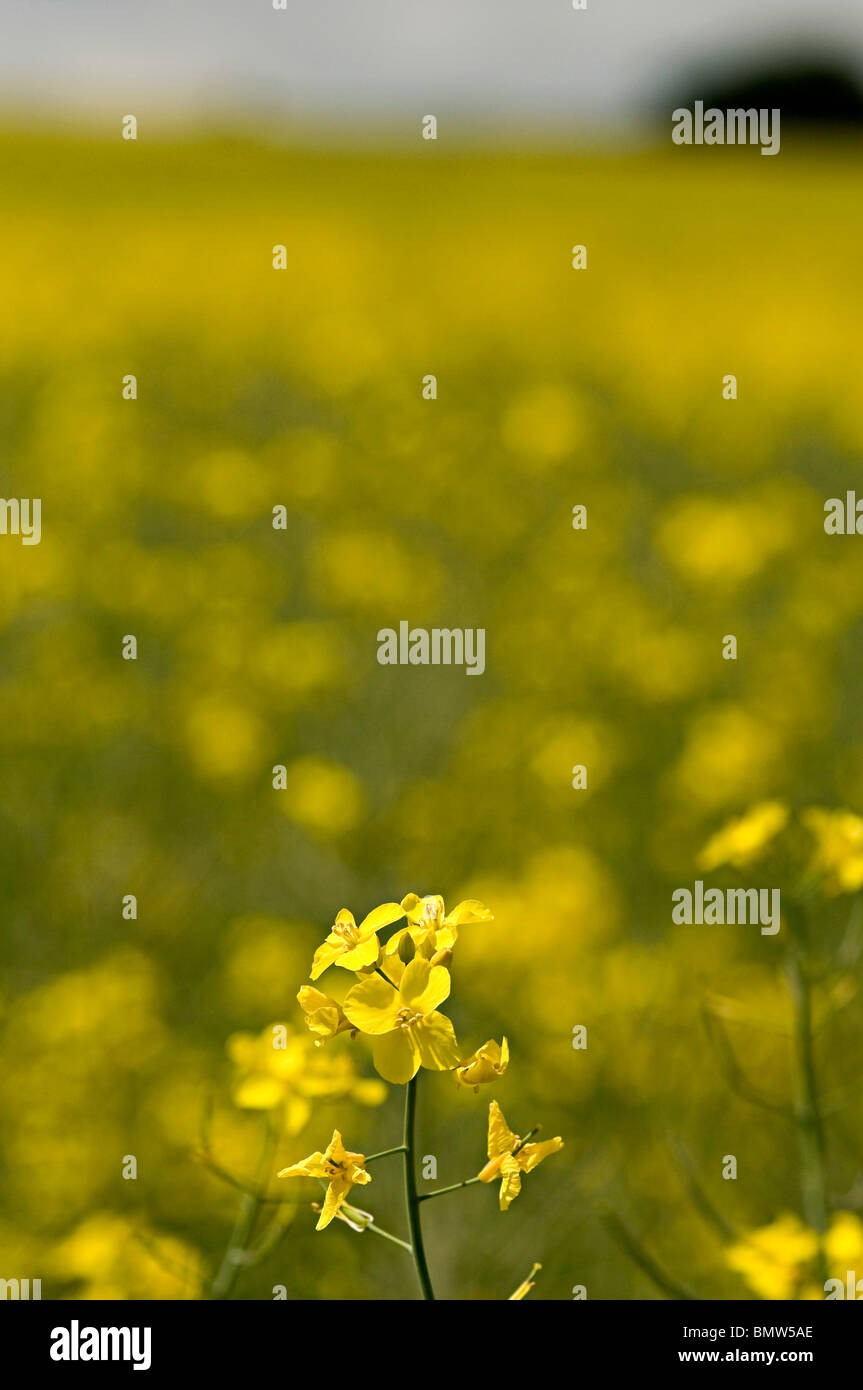 an yellow oil seed rape field on a sunny day in the uk Stock Photo - Alamy
