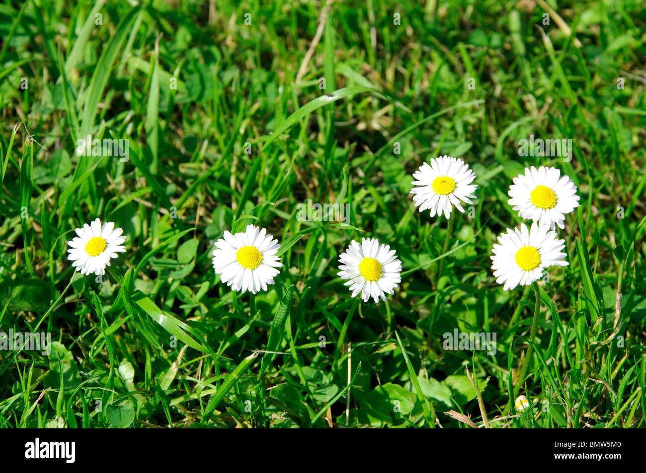 Bunch of daisies Stock Photo Alamy