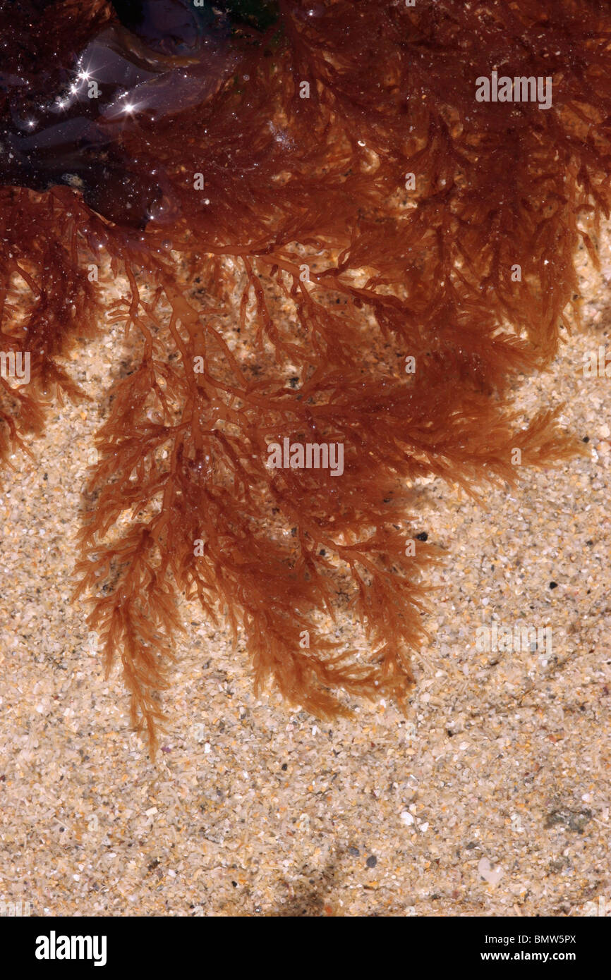 A red seaweed (Lomentaria clavellosa), UK. Stock Photo