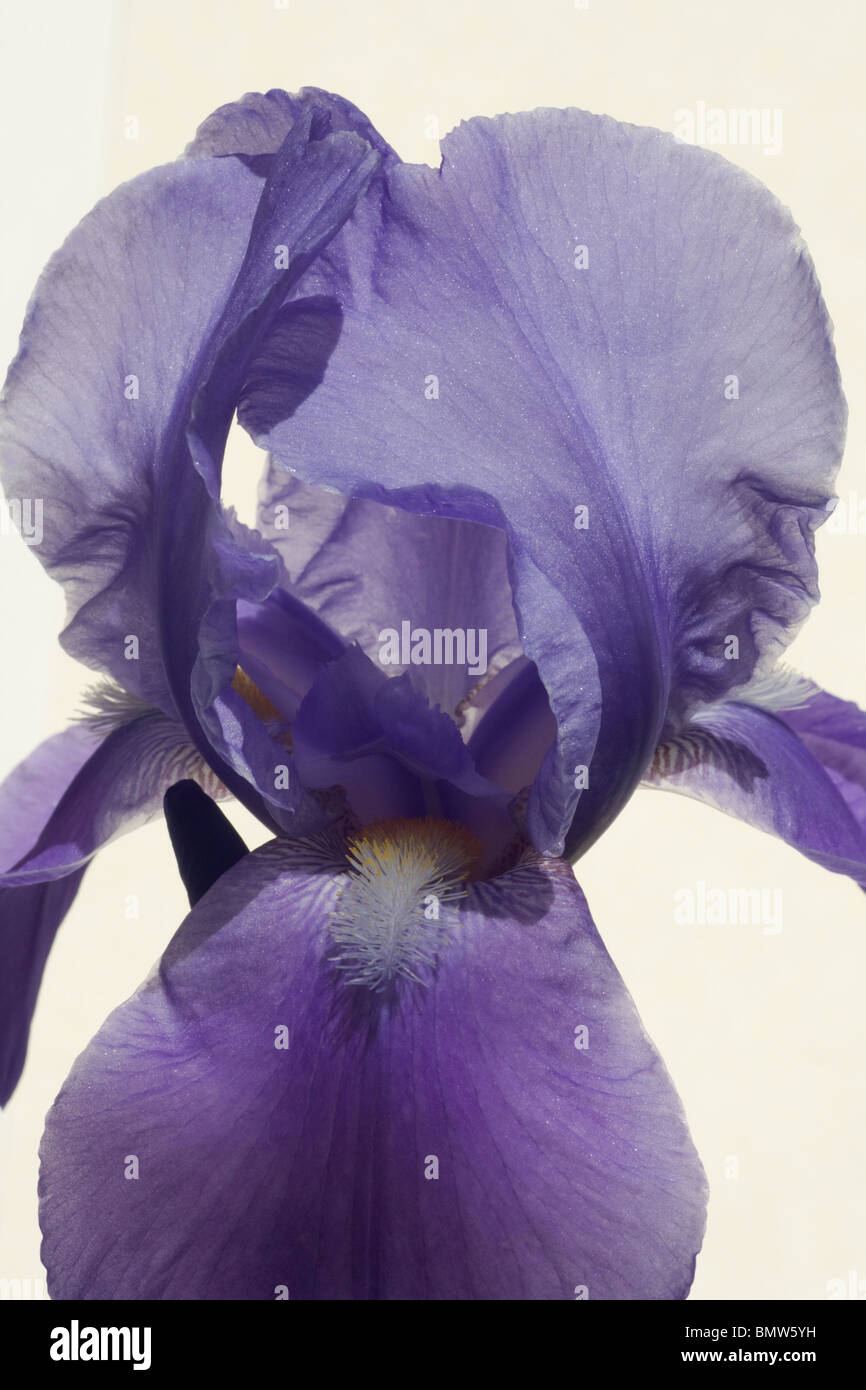 Blue, mauve flag Bearded Iris on plain background Stock Photo