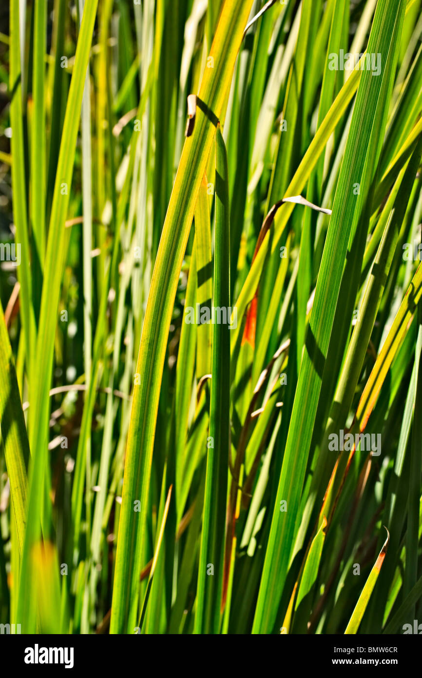 Abstract of the grass-like leaves of an Iris plant. Stock Photo
