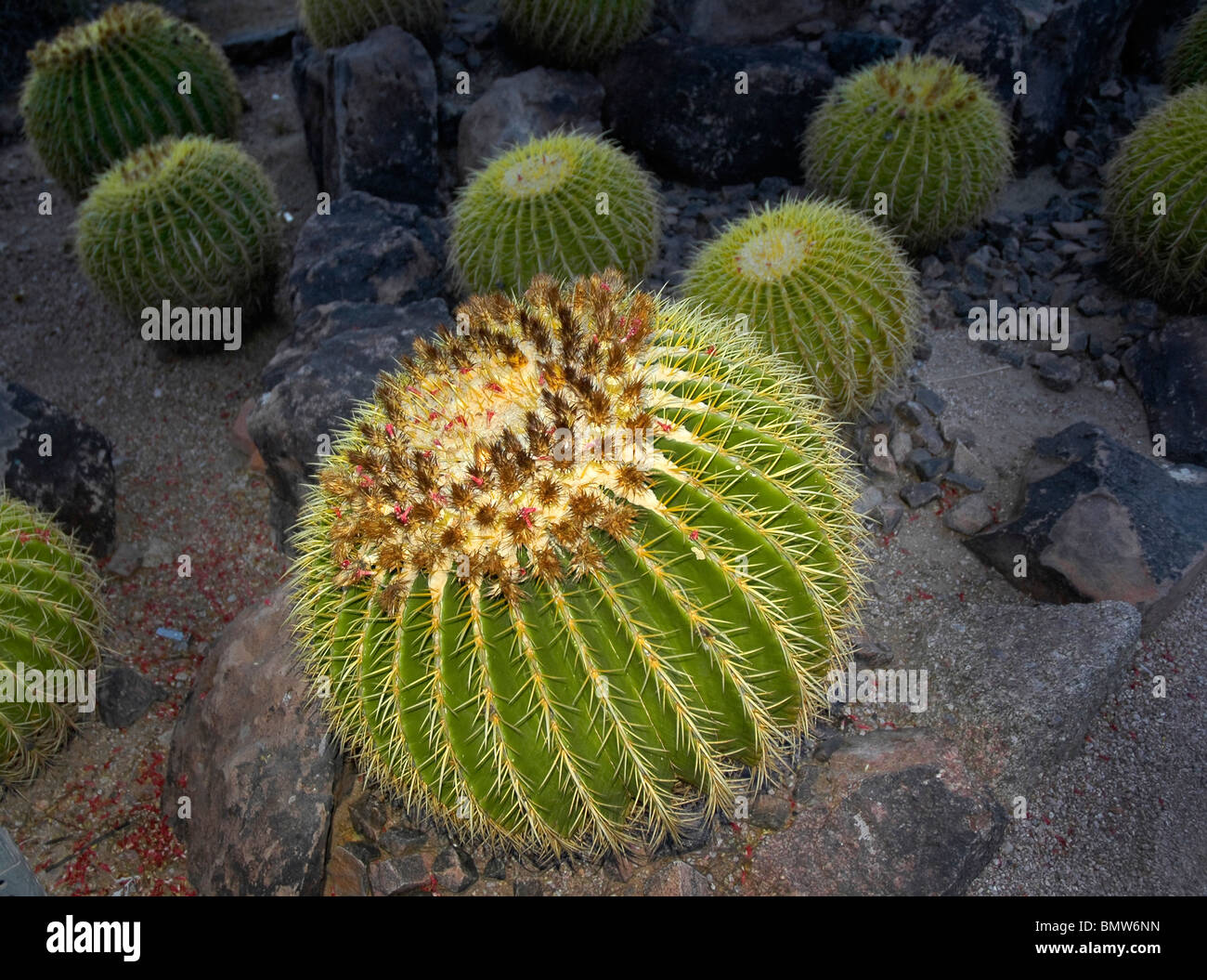 barrel cactus at Desert Botanical Garden, Phoenix, AZ Stock Photo