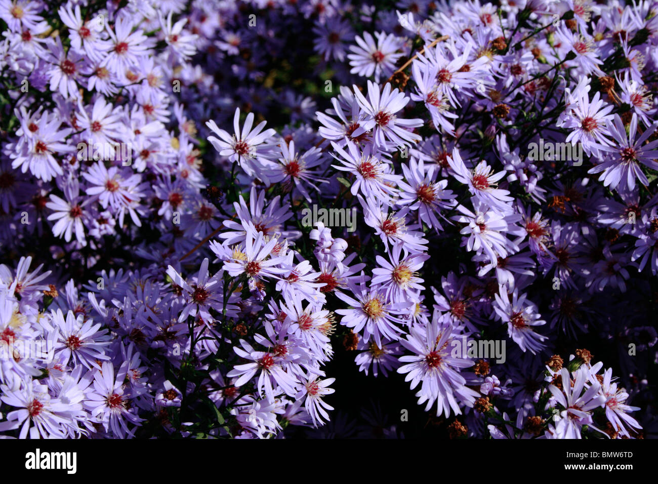 Purple Asters / Michaelmas Daisies ( Aster laevis 'Calliope' ) flowering in the late Summer / Autumn. Stock Photo