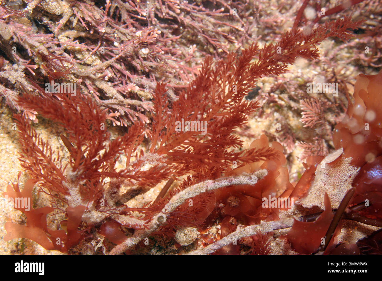 A red seaweed (Lomentaria clavellosa) in a rockpool, UK. Stock Photo