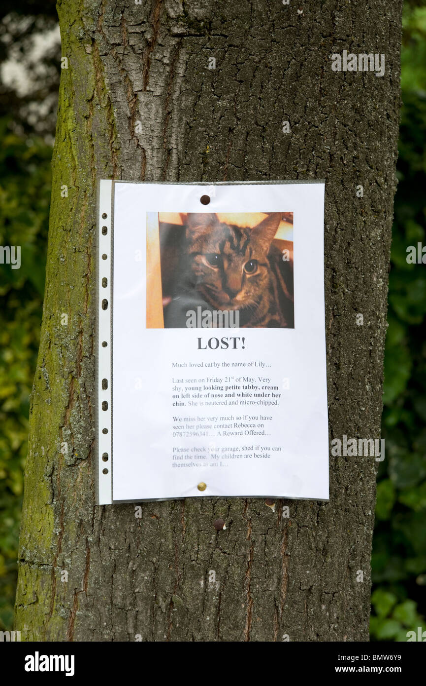 Missing sign attached to tree for lost cat, UK Stock Photo