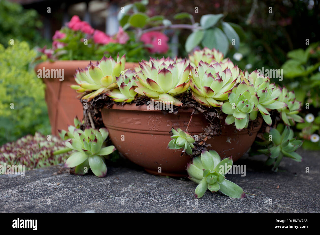 terracotta pot with succulents on patio Stock Photo