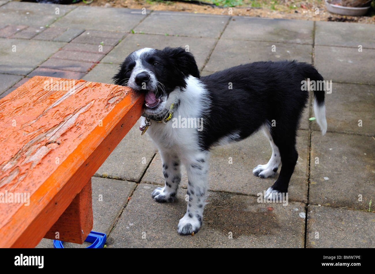 Are Border Collies Chewers: Understanding Their Chewing Habits