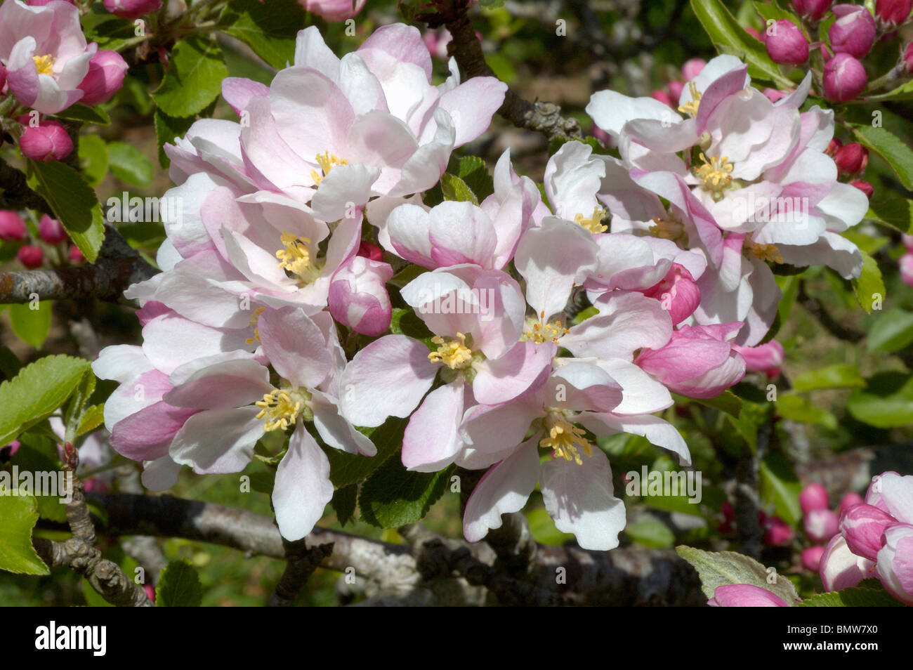 Apple blossom in a garden, UK Stock Photo