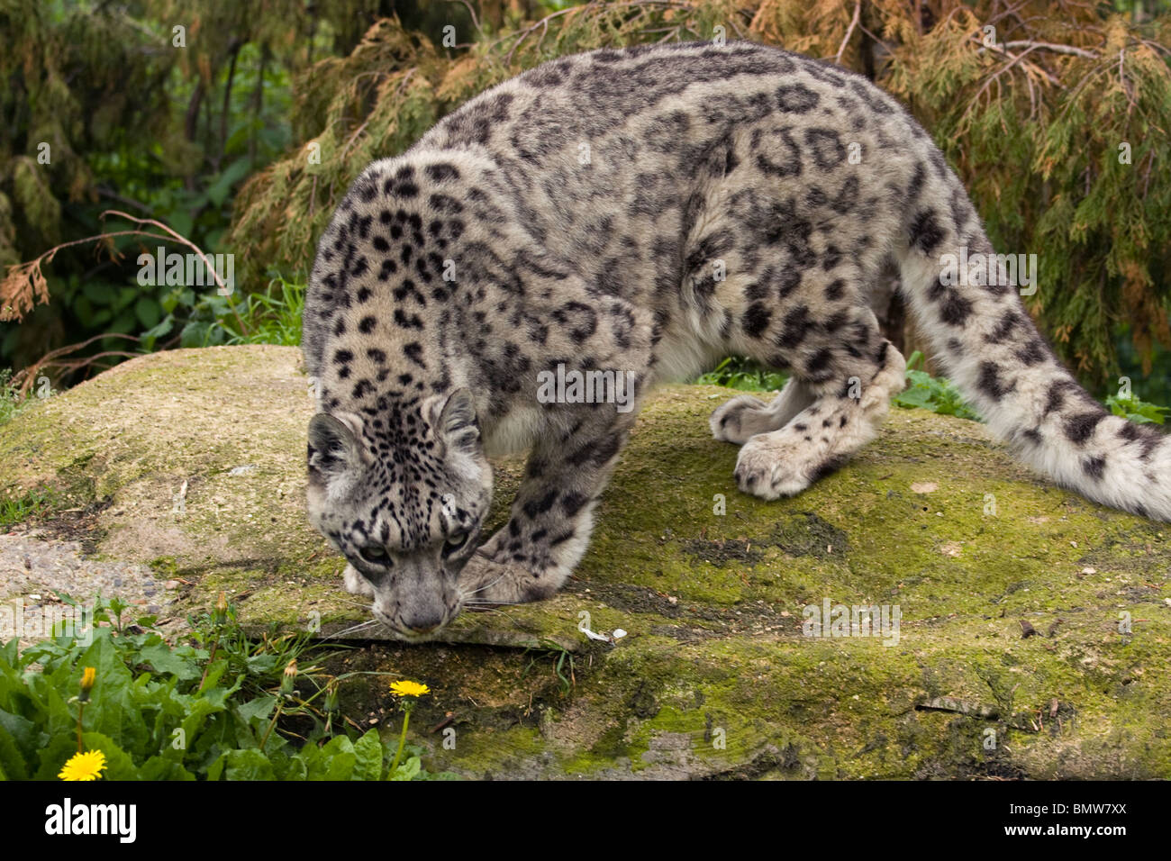 snow leopard (Uncia uncia) Stock Photo
