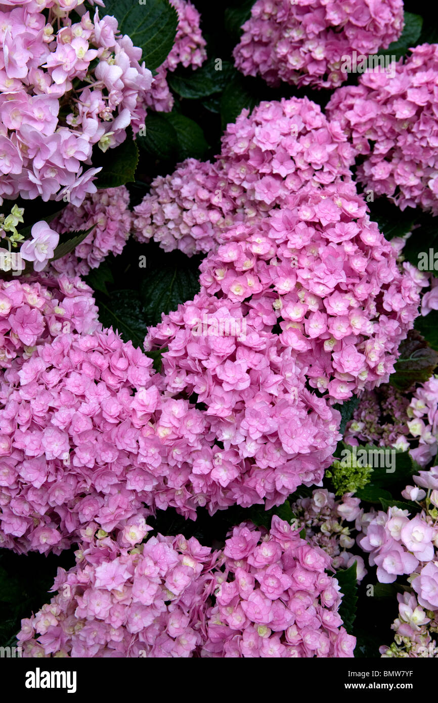 hydrangea, flowers, hobbies, gardening, green, nature, Stock Photo