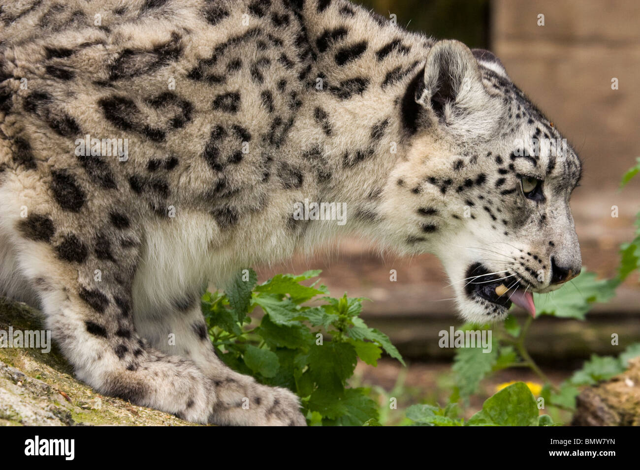 snow leopard (Uncia uncia) Stock Photo