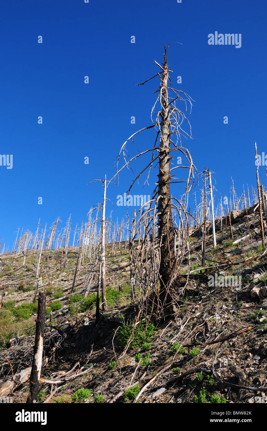 Trees Effected By The Aspen Fire Of 2003 Litter Mount Lemmon Near