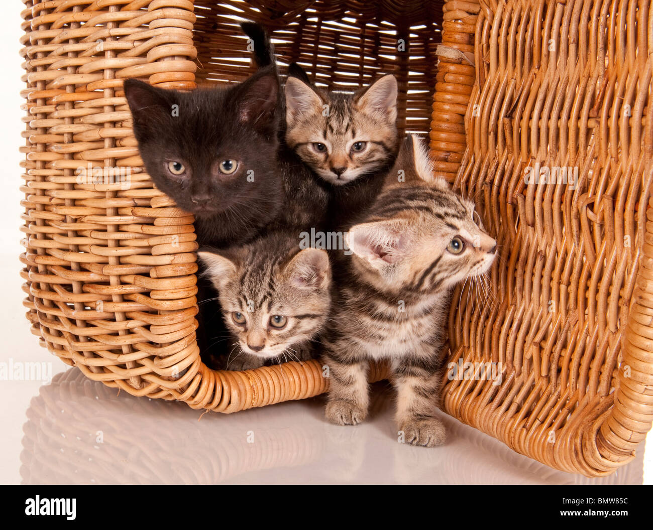 four 4 curious gray and black kittens peeking out of a picnic basket Stock Photo