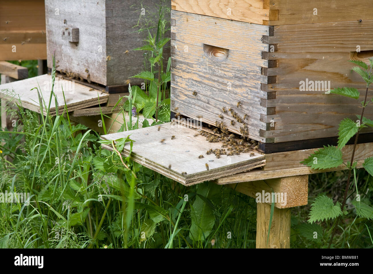 Wooden honey bee hives hi-res stock photography and images - Alamy