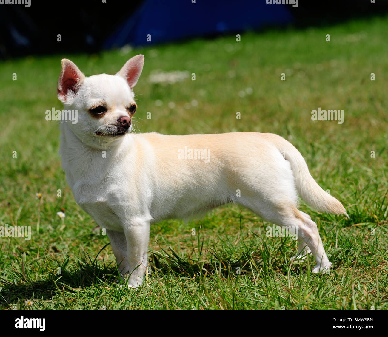 chihuahua Stock Photo - Alamy