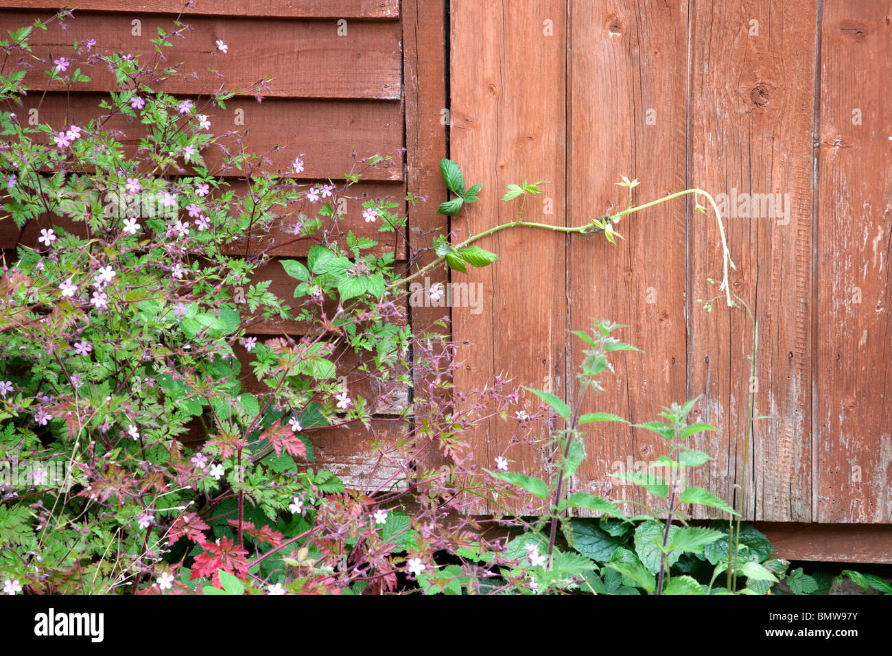 Untidy Back garden, Ireland Stock Photo