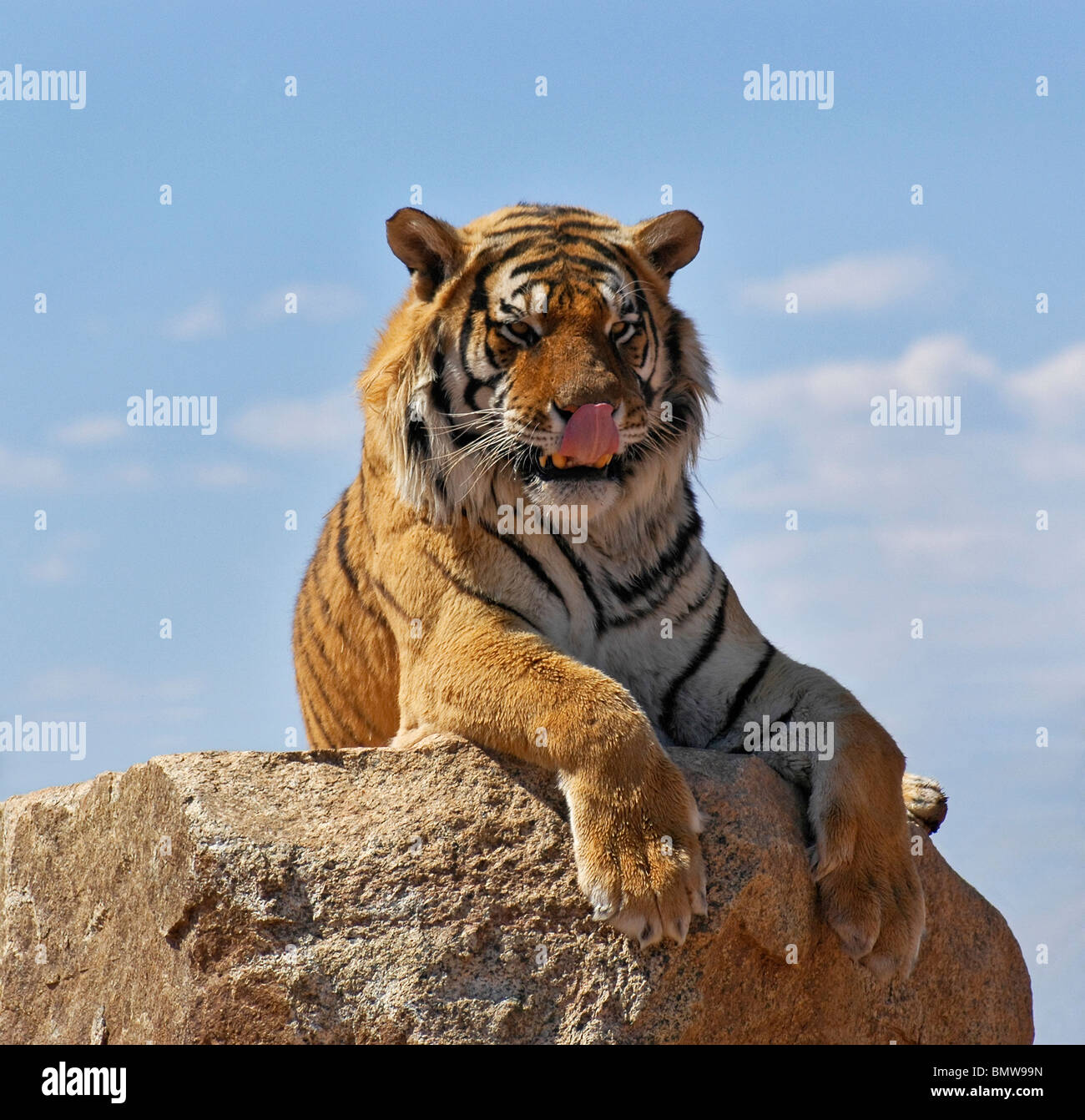 tiger relaxes at Out Of Africa Wildlife Park, near Sedona, AZ Stock