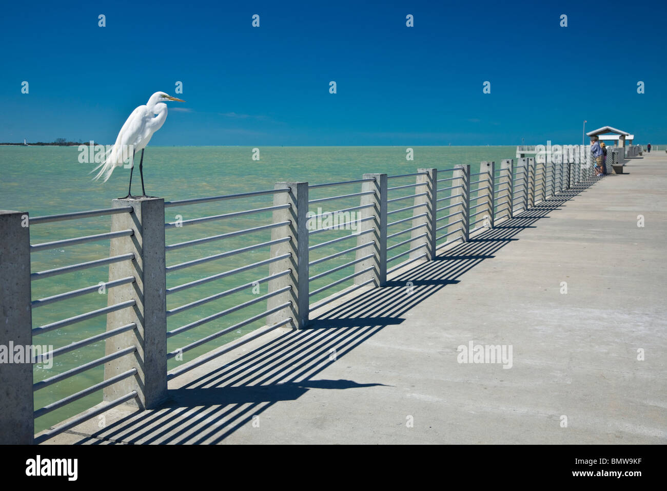 White Heron, Perched on Railing, Fort De Soto Park, Florida Stock Photo