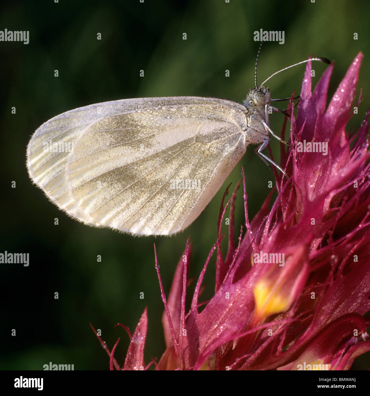 Wood White (Leptidea sinapis, Leptidea reali), butterfly on an inflorescence. Stock Photo
